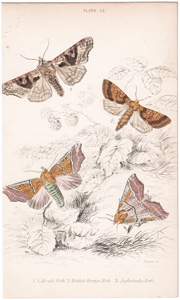 24 Herald Moth